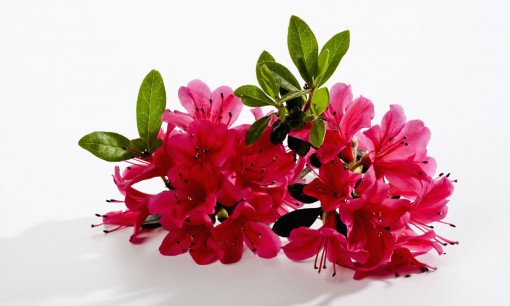 Familie Wieser, Filzmoos Appartements